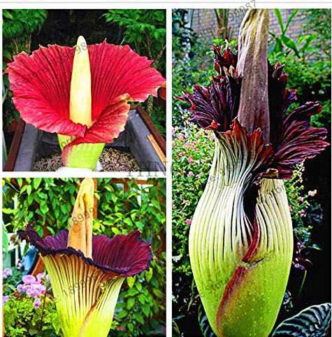 Beautiful Flower of Indonesia,The World's Largest Flower,Corpse Flower,10pcs/Pack