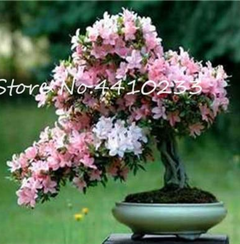 Bonsai Rhododendron Flower Easy to Grow Azalea Bonsai Family & Garden Flower Rare Plant DIY Indoor Or Outdoor Dwarf Tree 100 Pcs