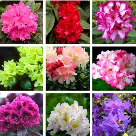 Beautiful 100% True Rhododendron Flower Flores Potted 24 Varieties 100pcs / Bag Rare Bonsai Garden Plant - (Color: Mix)