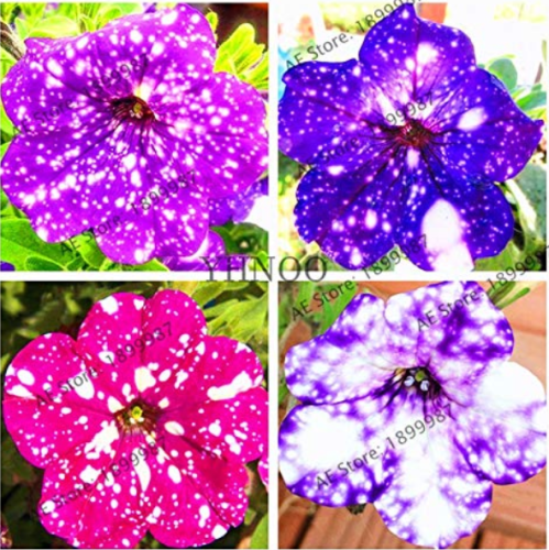 107pcs/bag Petunia Flower Garden,Petunia Night Sky Flower,Bonsai Flower Plantas,Plant for Balcony and Yard