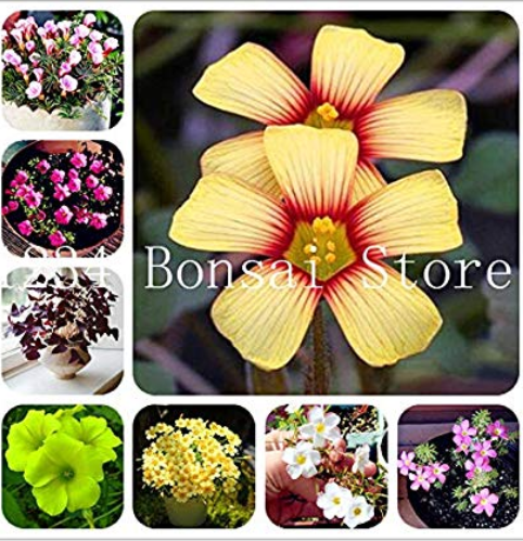 100 Pcs Rare Exotic Rainbow Oxalis Wood Sorrel Flower Bonsai Plants Oxalis Purple Shamrock Clover Perennial Outdoor Home Garden - (Color: Mixed)