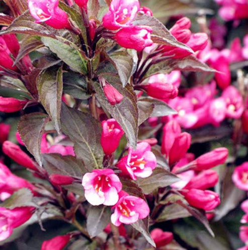 US 1.45 Beautiful Weigela Florida Flower Bonsai Rare Mixing Unique