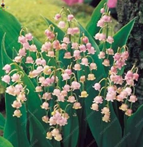 50pcs Colorful Bell Orchid Lily of The Valley Perennia Flower Bonsai Rare Exotic Planting for Home Garden - (Color: Pink)