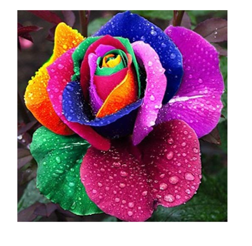 100pcs/bag Rare Holland Rainbow Rose Flowers Lover Colorful Perennial Flower Garden Plants Bonsai