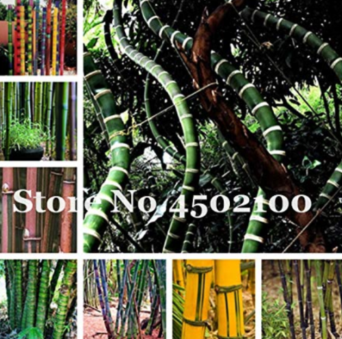 50pcs Gaint Long Bamboo 100% True Fresh Thick Bamboo Bonsai Decorative Garden,Beautiful Fresh Bambu Tree for Home Garden Plants - (Color: Mix)
