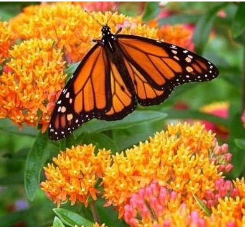 Hot Sale Sementes Flower Seed 20 Attractive Butterfly Milkweed Asclepias Tuberosa Perennial