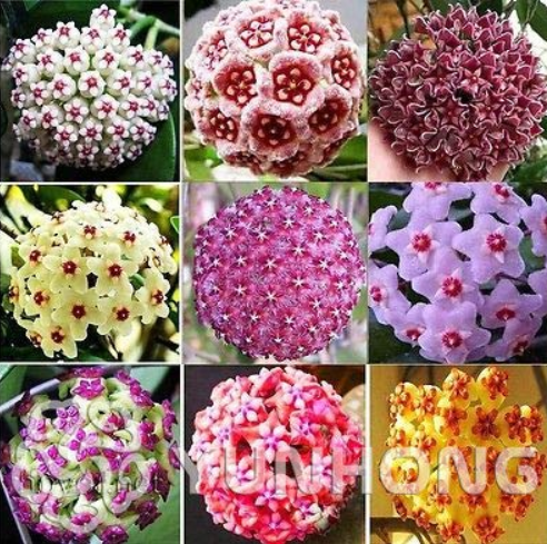 24 Color Available Rare Ball Orchid Flower Bonsai Perennial Garden Plant Hoya Carnosa Flower Plant 100PCS - (Color: Mix)