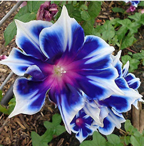 100Pcs/Bag Morning Glory Seeds Blue Glory Fragrant Garden Climbing Flowers Hanging Out Plants