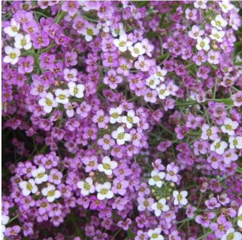 100pcs/lot Alyssum -s-Lobularia maritima Flower -s Home Garden Multi-Color Optional YR