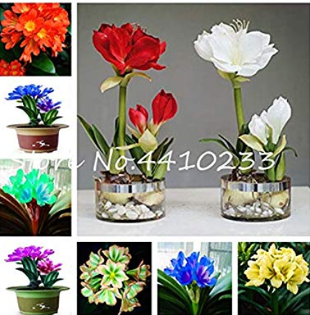 100 Pcs Mixed Clivia Rare Rainbow Clivia Flower Potted Plants Dedicated Windowsill Perennial Flower DIY Home Garden Plant - (Color: Mix)