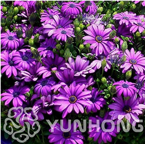 Rare 100 pcs Purple Osteospermum Bonsai Potted Flowering Plants Blue Daisy Flower Bonsai for DIY Home & Garden