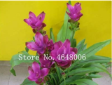 50 Pcs Thailand Pink Curcuma Bonsai Also Called Siam Tulip Rare Flower Bonsai a Member of The Zingeraceae Family Garden Plant