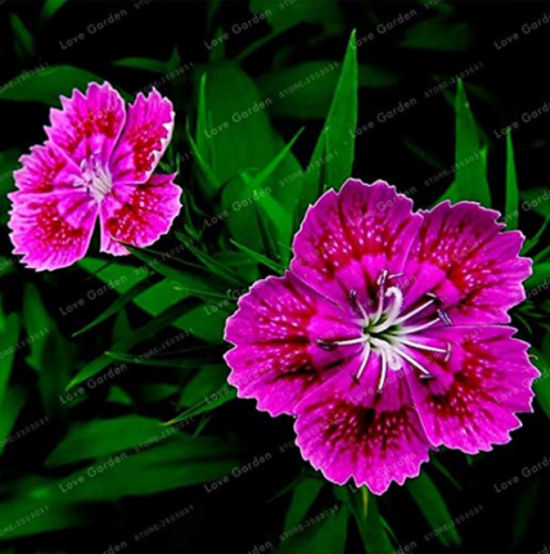 Dianthus Chinensis Bonsai Mix Color Flower Bonsai Pot Plant Home Garden Easy to Grow 50 Pcs - (Color: 10)