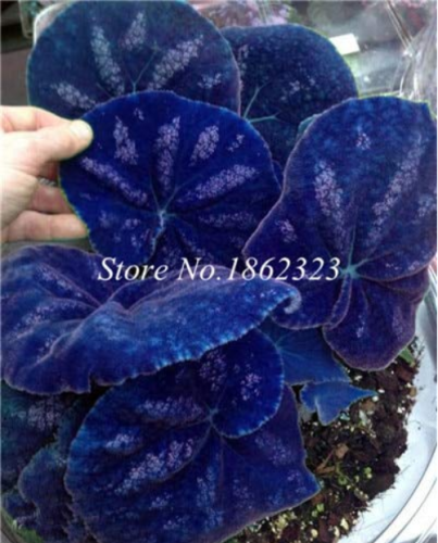 200pcs Rare Coleus Blumei Plant,Rare Flower Bonsai Potted Begonia Plants for Garden Balcony Coleus Plant for Sale