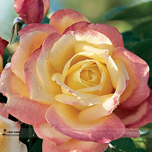 Hot Sale 1 Professional Pack, 50 Seeds/Pack, New Bella Roma Rose Bush Plant Seeds #A00210