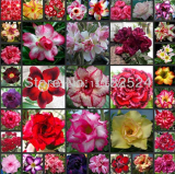 100% Fresh Real Adenium Obesum semillas Mix - Bonsai Desert Rose Flower Plant semillas sementes - (Color: 200pcs)