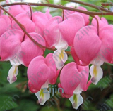 100pcs/bag Dicentra Spectabilis Bleeding Heart Classic Cottage Garden Plant, Heart-Shaped Flowers in Spring,Rare Orchid Bonsai -