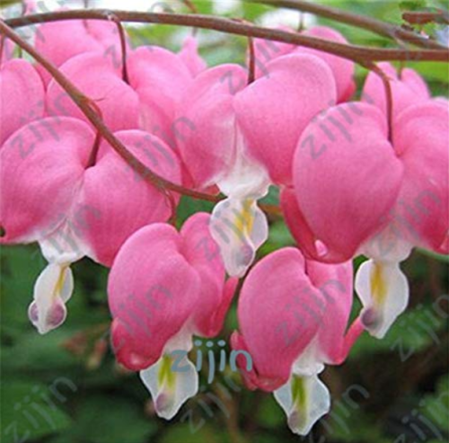 100pcs/bag Dicentra Spectabilis Bleeding Heart Classic Cottage Garden Plant, Heart-Shaped Flowers in Spring,Rare Orchid Bonsai -