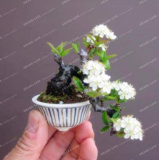 10PCS Bonsai Tree Japanese Sakura Bonsai Rare Japanese Cherry Blossoms Flowers Bonsai in DIY Home Garden Mini Bonsai