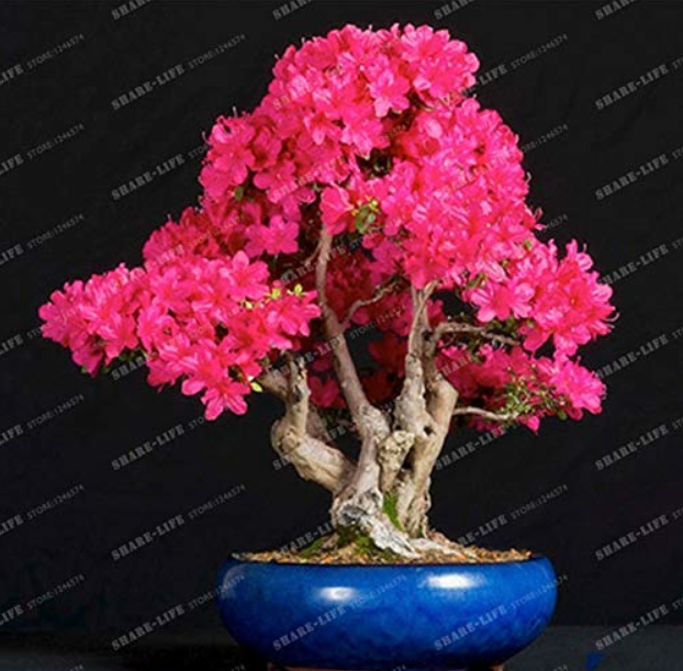 Us 1 99 10pcs Bonsai Tree Japanese Sakura Bonsai Rare Japanese Cherry Blossoms Flowers Bonsai In Diy Home Garden Mini Bonsai Color 6 M Deargogo Com