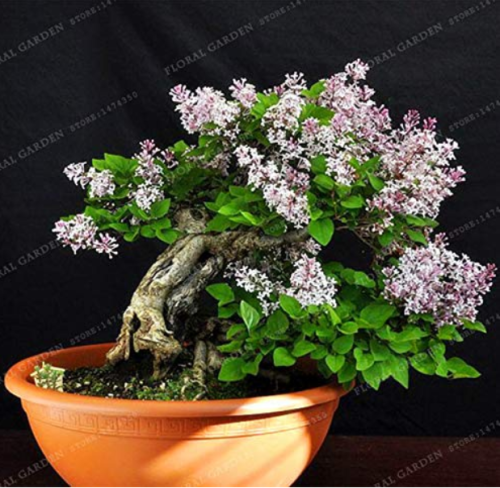 50 Colorful Bonsai Lilac Plant Japanese Lilac (Extremely Fragrant) Clove Flower Bonsai Lilac Trees Outdoor Plant for Home Garden - (Color: 7)