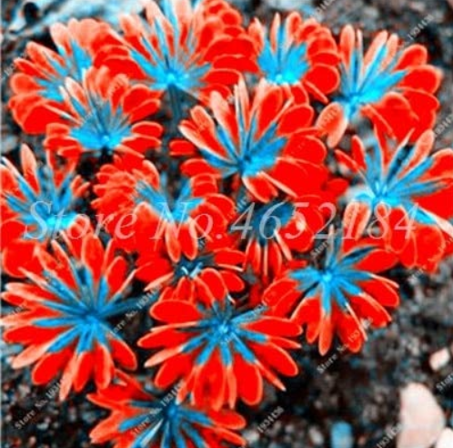 200 Pcs/Lot Oxalis Versicolor Flowers Bonsais So Beautiful World's Rarest Flowers for Garden Home Planting Flowers Planta Decor