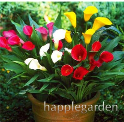 200 Pcs Calla Bonsai,Calla Lily Flower,Rare Bonsai Flower Plants (Not Calla Bulbs),Natural Growth for Home Garden