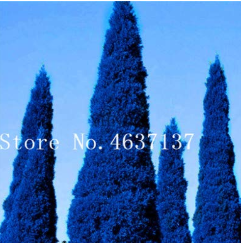 50 Pcs Italian Rare Dark Blue Cypress Tree Bonsai Indoor Outdoor Desk Ornamental Plants,Rare Christmas Tree Perennial Flower Pot - (Color: 7)