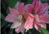 Bonsai Amaryllis Barbados Lily DIY Home Garden Lily Potted Bonsai Balcony Flower 100 pcs/Bag
