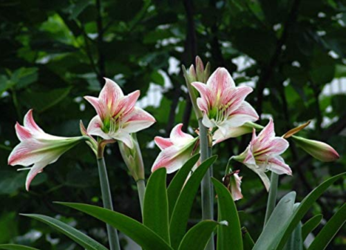 Bonsai Amaryllis Barbados Lily DIY Home Garden Lily Potted Bonsai Balcony Flower 100 pcs/Bag