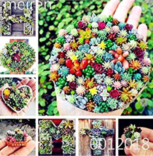 100 pcs Mix Lithops Bonsai Living Stones Succulent Cactus Organic Garden, Office Desktop Bonsai for Indoor suculentas plantas - (Color: Mixed)