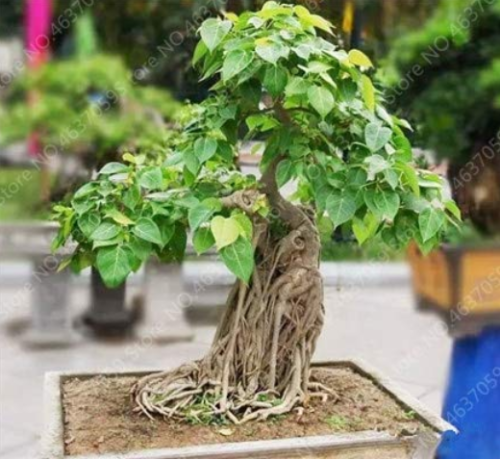 10 pcs Imported Bodhi Tree Religiosa Potted Garden Moraceae Perennial Outdoor Sacred Fig Bonsai Semi-Evergreen Ficus Plant - (Color: 4)