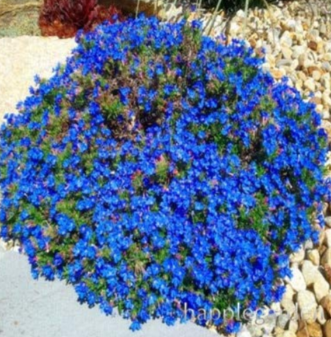 500 pcs Creeping Thyme Bonsai or Blue Rock CRESS Plant - Perennial Ground Cover Flower Flores,Natural Growth for Home Garden