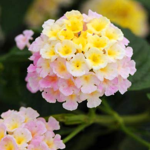 50 PCS Imported Lantana Camara Plant Five Colors Hydrangea Flower Perennial Bonsai Ornamental Planta SeedsFor Home Garden Decor