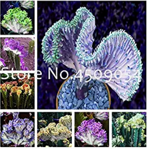 Euphorbia Lactea Seed 100Pc Perennial Succulent Its Shape is Peculiar and Beautiful with High Ornamental Value DIY Home Garden - (Color: Mixed)