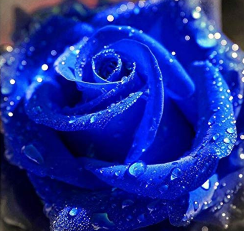 100 pc Blue Rose Fragrant Gardens Flowering Plants Strong, Blue Dragon Rose, Blue Rose