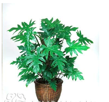 100pcs Philodendron Bonsai, Vine Leaf, Indoor Plants Anti Radiation Absorb dust Tree Bonsai Promotion! - (Color: 6) 