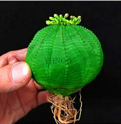 Euphorbia obesa Basketball Sea Urchin Bonsai,100 Pieces, Living Baseball Golf Ball Succulent Plant. - (Color: 10)