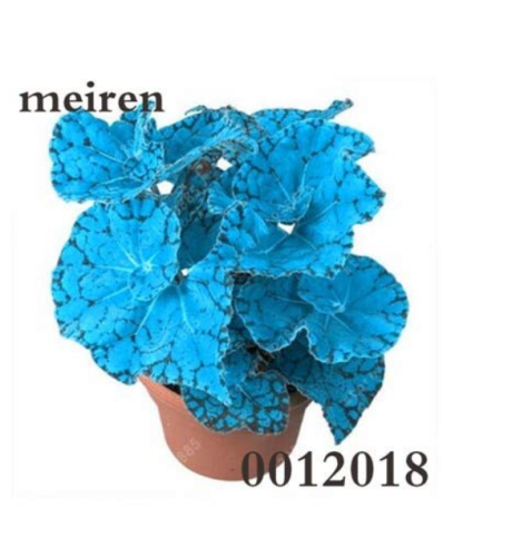 200 pcs Begonia Flower Seed Flowers Potted BSeed Garden Courtyard Balcony Coleus for Home Garden Flowers Seedling Outdoor - (Color: 3)