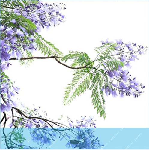 20pcs Jacaranda mimosifolia Jacaranda Mimosa-leaved Jacaranda Blue Flamboyant