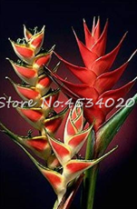 100 Pcs Heliconia Plant Bonsai,Perennial Flower Plants, Semillas de Plantas Raras, Natural Growth for Home Garden - (Color: 7)
