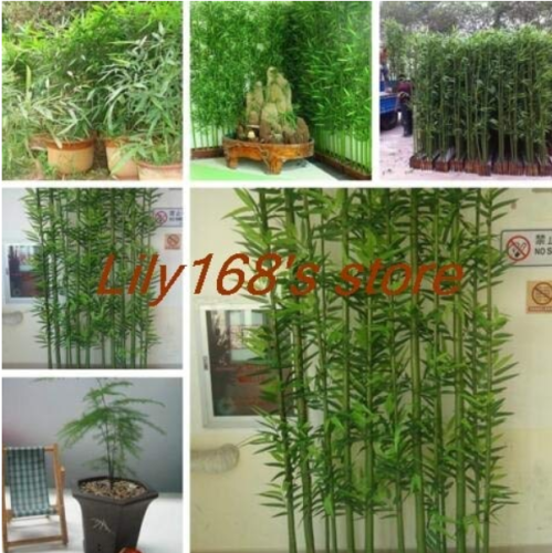 20pcs/Bag Chinese Mini Moso Bamboo Phyllostachys heterocycla Pubescens-Giant Courtyard Moso Bamboo for DIY Home Garden Plant