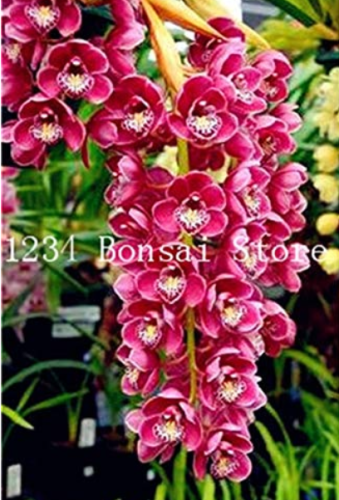 100 pcs Rare Cymbidium Orchid Plant African Cymbidiums Flores,Phalaenopsis Bonsai Flower plantas for Home Garden Potted