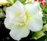 20 Fresh Seeds Adenium Obesum Desert Roses Rare www Double-white-rose-us