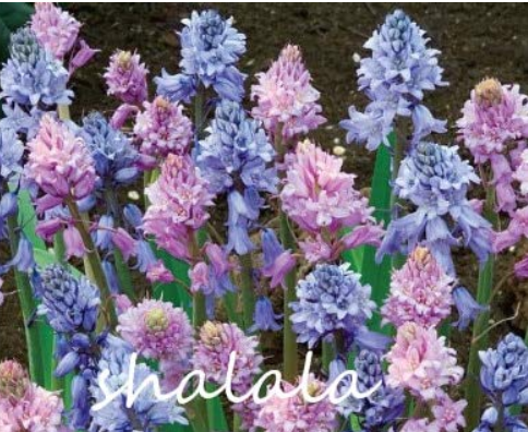 100 Spanish Bluebells Mixture Wood Hyacinth Mix Color Wood Hyacinths Flower Bonsai Garden Plants 