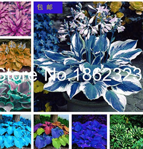 200 pcs Colorful hosta Flores Indoor Bonsai Flower plantas Coleus Genus Planting Potted DIY for Home Garden Decor Perennial - (Color: Mixed)