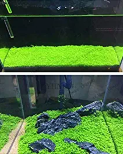 500 Pcs Aquarium Glossostigma Hemianthus Callitrichoides Bonsai Water Grass Mini Leaf Live Plant Fish Tank Decorat - (Color: Mix)