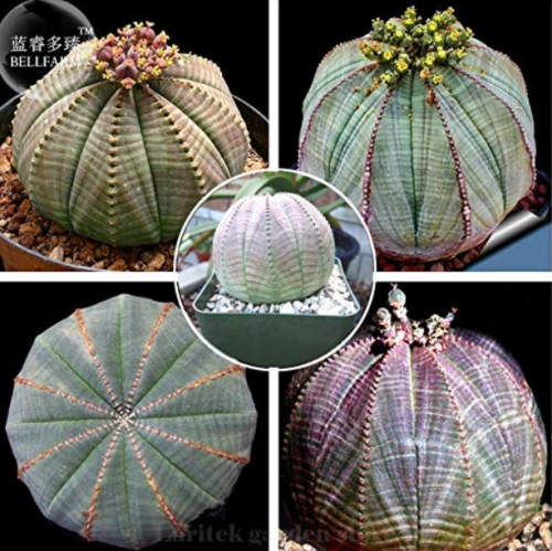 100pcs Euphorbia Obesa Basketball Sea Urchin Professional Pack Living Baseball Golf Ball Succulent Plant
