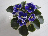 50 Pcs Mini Bonsai Violet Plants Colorful Rare African Flower for Garden Perennial Herb Indoor Matthiola Incana Plants - (Color: p)