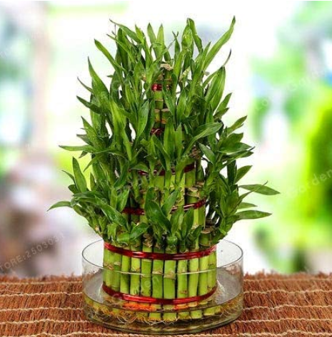 Lucky Bamboo Bonsai Small Potted Plants Purify The Air Planting is Simple Budding Rate of 95% Ornamental Plant Tree 50 Pcs